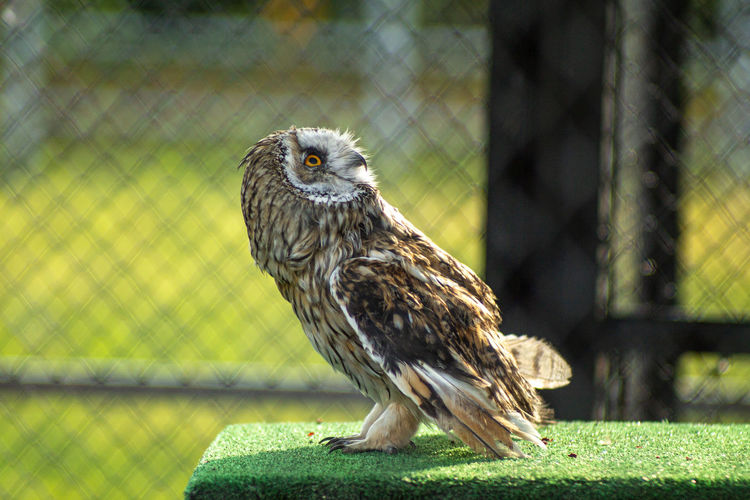 Portrait of owl perching on fence in zoo