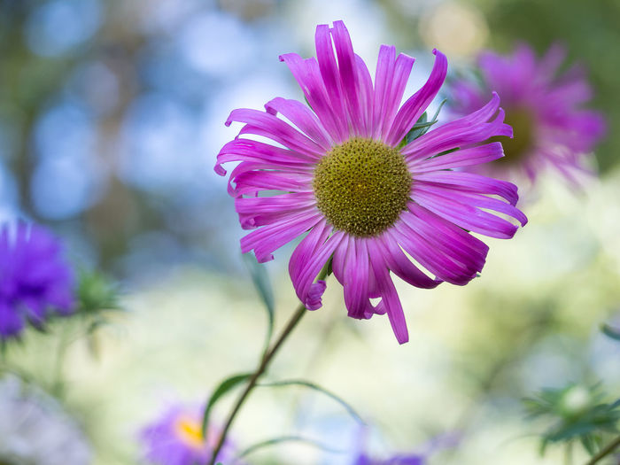 Close-up of pink flower