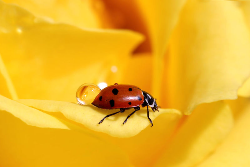 Close-up of ladybug on wet yellow flower