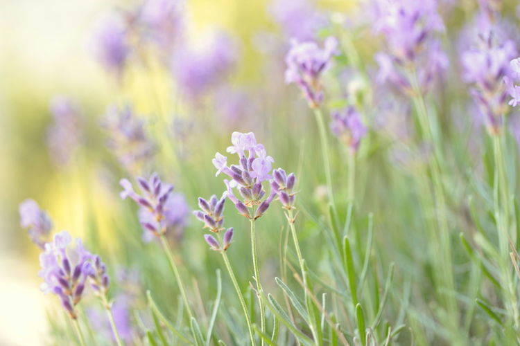 Close-up of purple lavender flowering plants on field