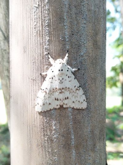 Close-up of white animal on tree trunk