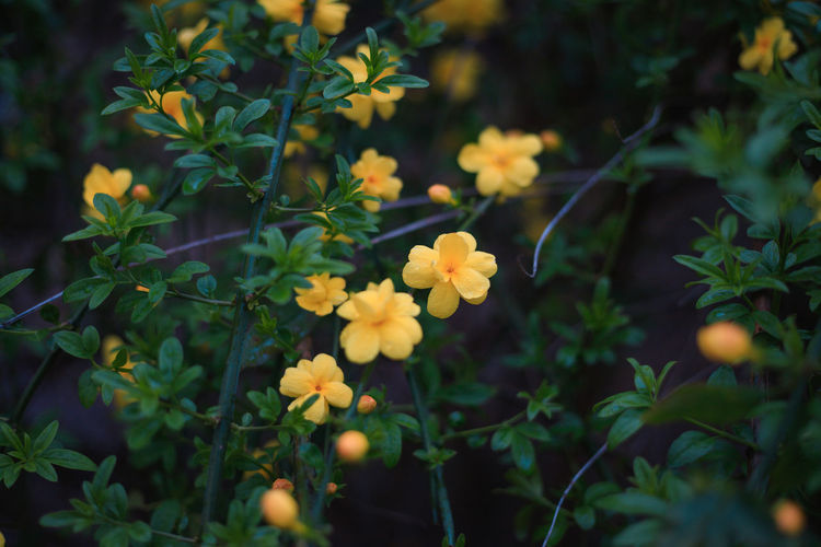 Close-up of yellow flowering plants