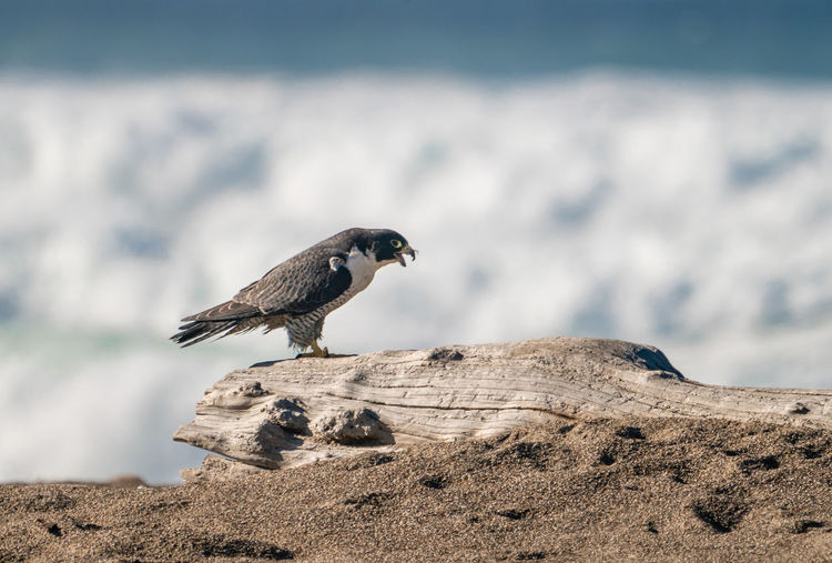 Peregrine falcon perched on log sitting on beach with roaring ocean waves in background.