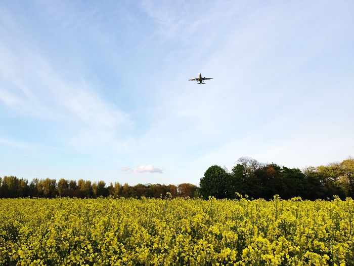 Low angle view of airplane flying over green landscape against sky during sunny day