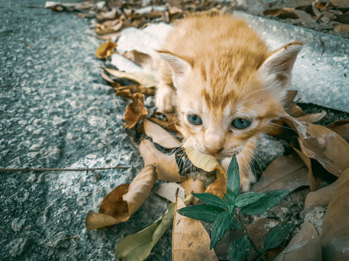 High angle view of cat and leaves