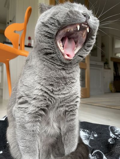 British blue shorthair cat yawning