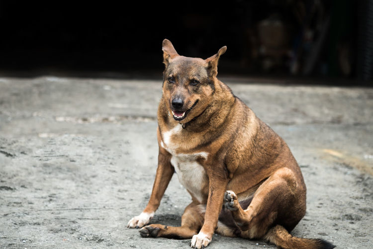A domestic fat dog sitting and looking forward to something on rough floor