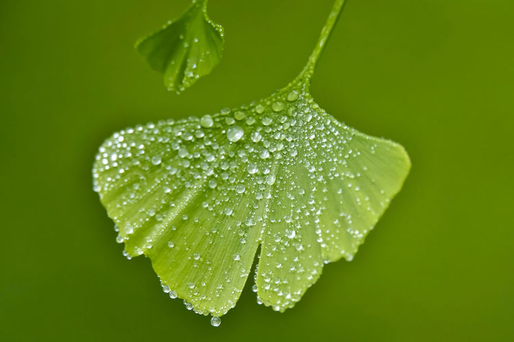 Close-up of water drops on ginkgoleaves