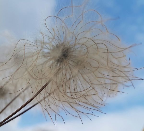 Close-up of dried plant against sky
