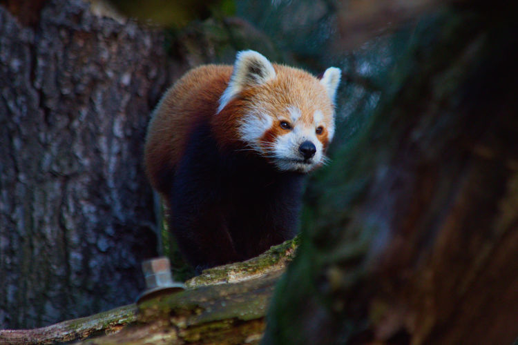 Red panda close-up 