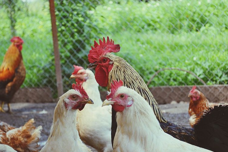 Close-up of chickens