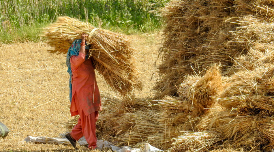 Woman harvesting crop