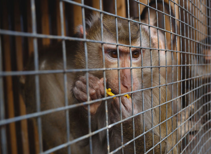 Portrait of monkey in cage