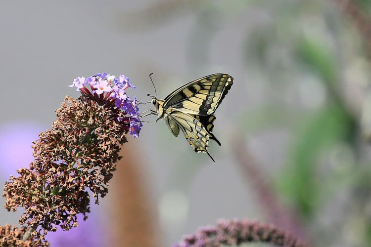 Close-up of butterfly on purple lantana camara