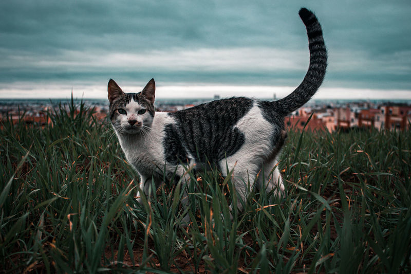 View of a cat on field