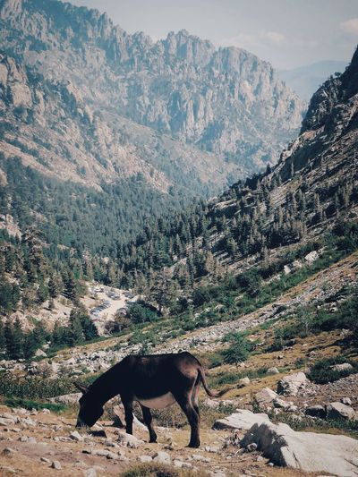 Side view of horse standing on mountain