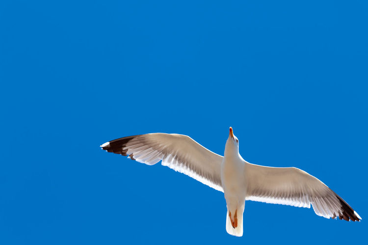 Low angle view of seagull flying against clear blue sky on sunny day
