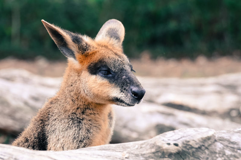 Close-up portrait of kangaroo on field