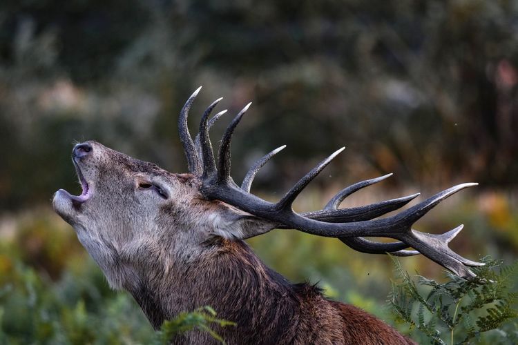 Close-up of deer on field