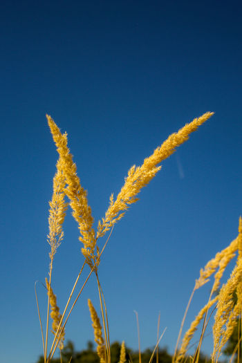 Close-up of stalks against blue sky