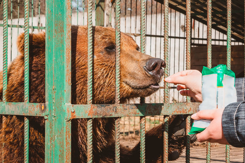 A hand holds out a nut to a brown bear behind bars in a cage. feeding wild animals in the zoo