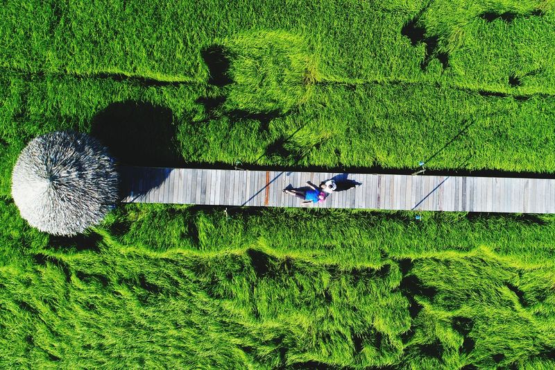 Aerial view of people on boardwalk at agricultural field