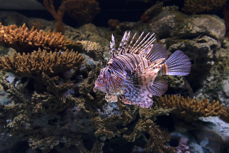 Lionfish, a venomous marine fish