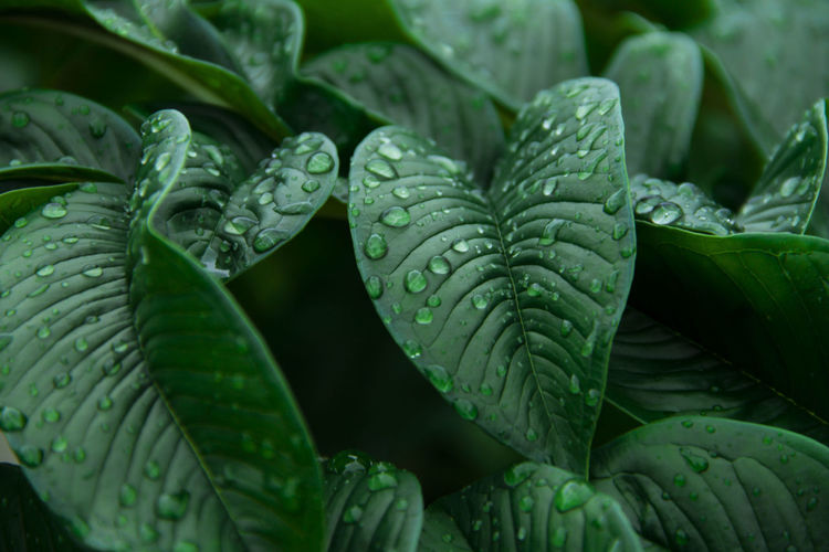 Nature green konjac leaves with raindrop background.
