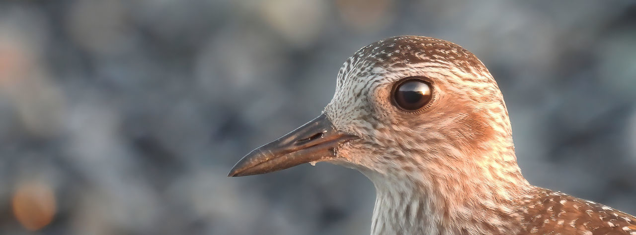 Close-up of bird