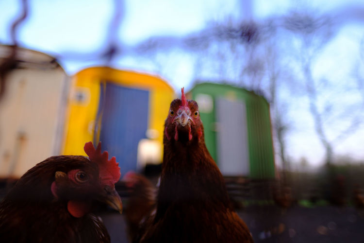 Close-up of chickens outdoors