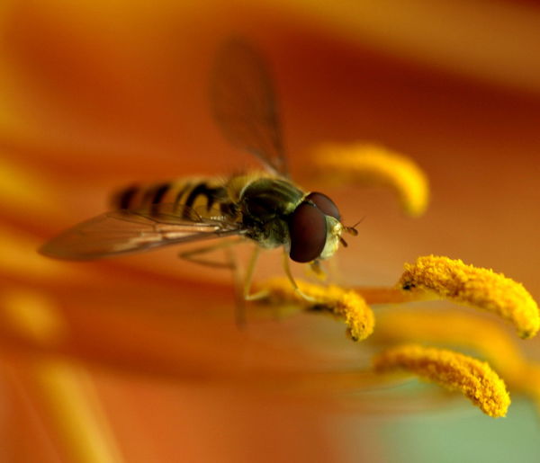 Close-up of bee on stamen