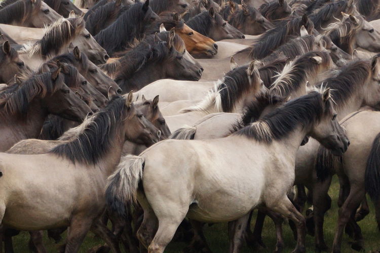 Full frame shot of horses