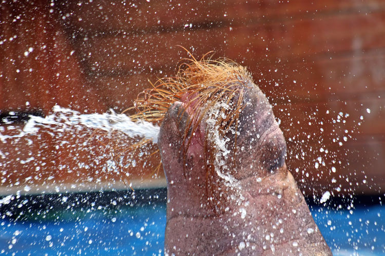 Side view of walrus splashing water 