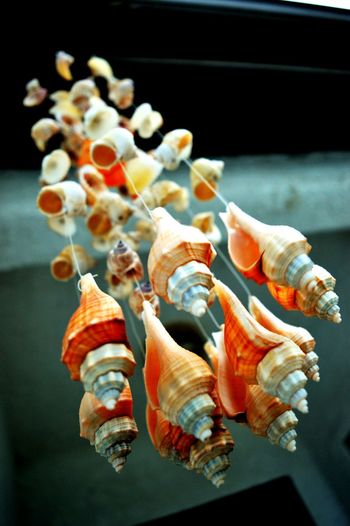 Low angle view of wind chimes made from seashells