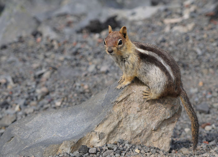 Squirrel sitting on rock