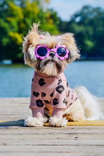 Portrait of dog in sunglasses sitting against lake