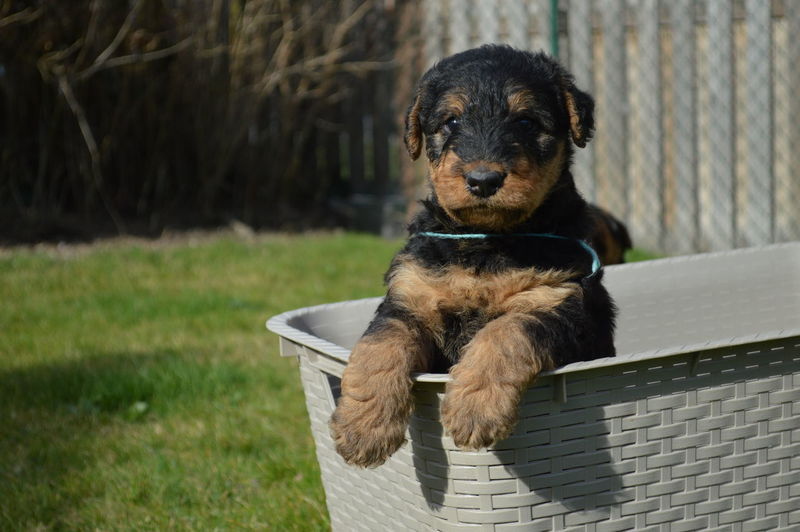 Portrait of airedale terrier dog in basket