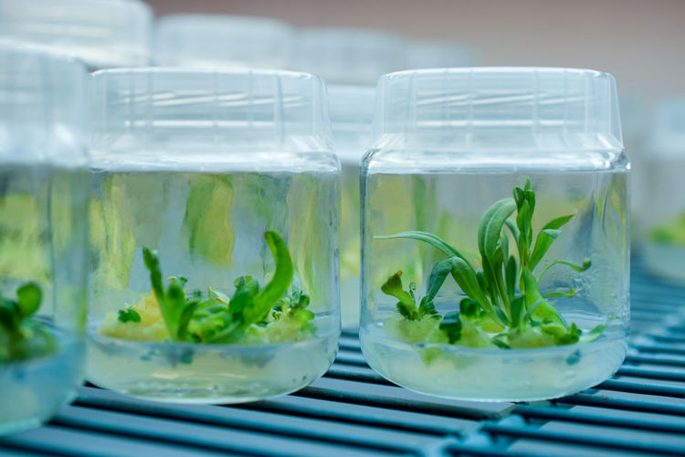 Biology science for plant regeneration.in vitro plant growth under controlled and sterile conditions