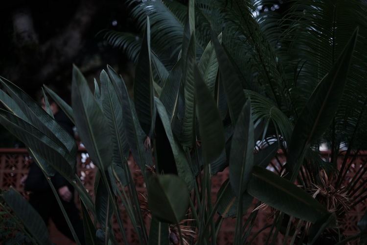 Close-up of fresh green plant