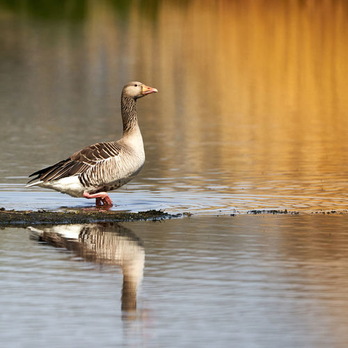 Bird on a lake