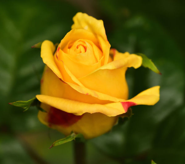Close-up of yellow rose blooming outdoors