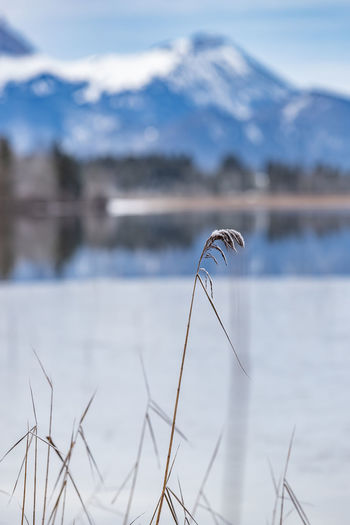 Plant in lake against sky during winter