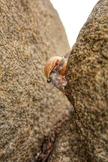 Hermit crab descending a rock