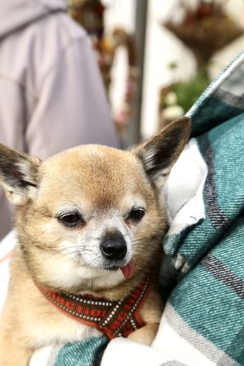 mammal