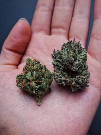 Cropped image of hand holding cannabis