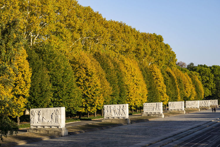 Yellow flowering plants against trees during autumn