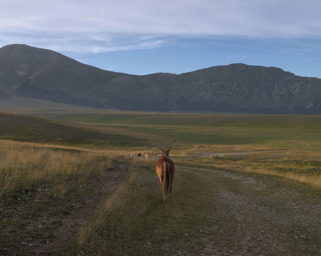 Rear view of horse walking on field