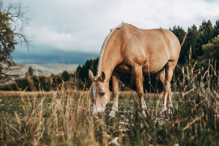 View of horse grazing in field
