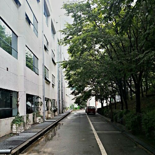 Road amidst trees and buildings in city