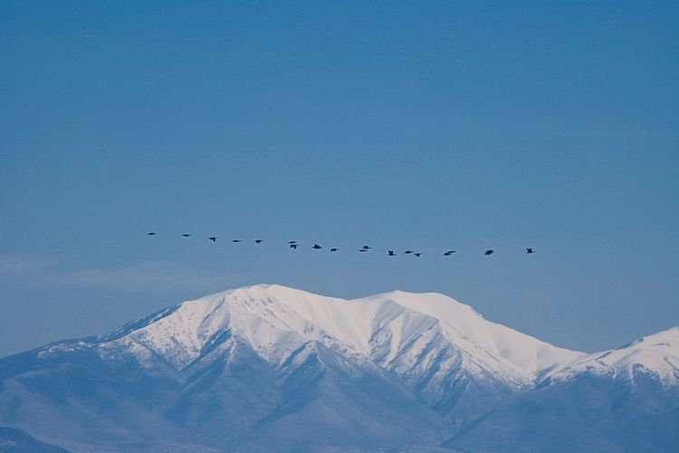Birds flying over snowcapped mountains against sky